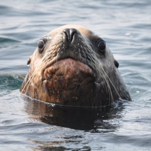 Media 'pissed sealion-jpg.jpg' in album '6_CohoAndTwoPinks.jpg'