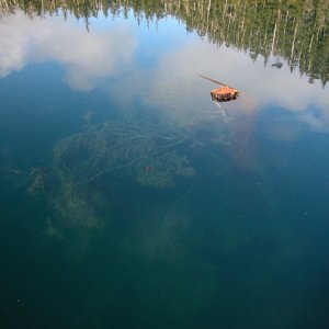 Louis Bay, Knight Island, 7-30-06, complete tree floating upside down next to Coho
