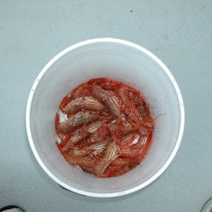 Louis Bay, Knight Island, 7-31-06, Spotted prawns for dinner