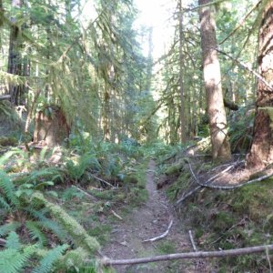 Unmaintained trail from Melanie Cove to Laura Cove