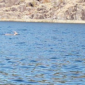 Turns out it was a deer swimming across Malaspina Inlet