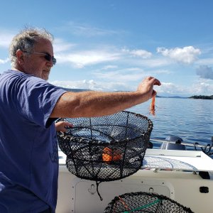 Total haul after getting the traps stuck on the bottom during a wind storm. I let him go...