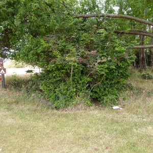 All the shrubs around the campground have a little entry at the base. I had a good idea of what was waiting in each.