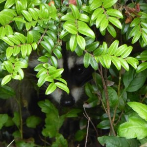 Sure enough, besides this mama, there were several little babies that scurried out the back door and over to the next shrub over while she stood guard at the front door.