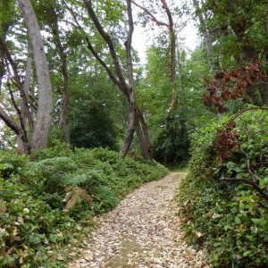 Media 'The main trail that goes around Blake. I logged 4 miles on the GPS, but also took a few detours. The park host said it's more like 3.5 miles.' in album 'Departing Everett marina Wednesday morning 7/18/18'