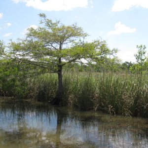 The fish hook cut through between the Apalachicola and Little St Marks.