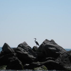 Checking out the boats and humans, Sikes Cut, St. George Island.
