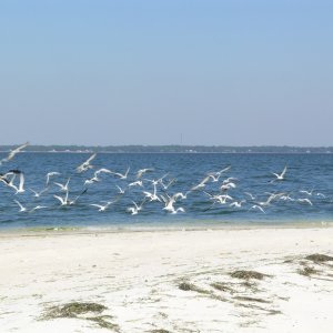 Media 'Dog Island sea gull convention.' in album 'Time Bandit'