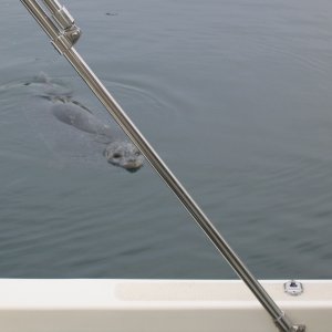 Friday Harbor Friend that came up and splashed to get our attention