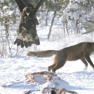 Unknown photographer.   Received from OBOL (Oregon Birders On Line) in email