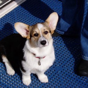 The beautiful Bella. (C-Puffin)(Robbi)