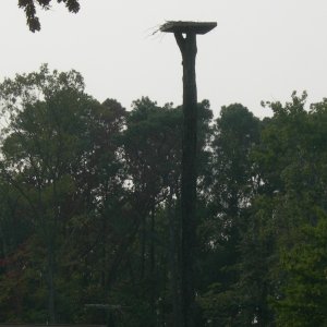Old Osprey Home 50\' up about 50ft from water