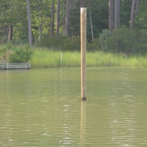 Media 'New Pole, now in the water, about 10\' up' in album 'Old Osprey Home 50\' up about 50ft from water'