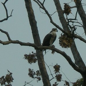 Media 'One of the current occupants' in album 'Old Osprey Home 50\' up about 50ft from water'
