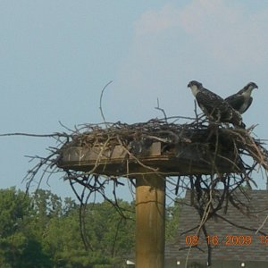 Media 'Two young 2009 August' in album 'Old Osprey Home 50\' up about 50ft from water'