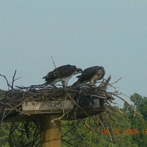 Media 'Two Young about to "fledge"' in album 'Old Osprey Home 50\' up about 50ft from water'