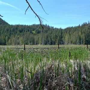 A better view of the lake, apparently covered entirely by lily pads.