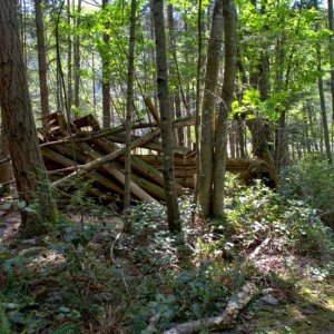 Remnants of an old cabin
