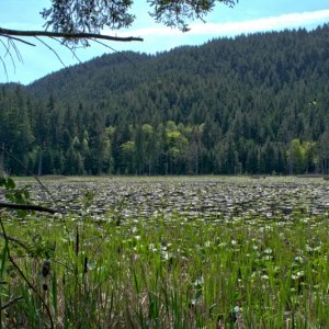 View on north side of Duck Lake from Smugglers Cove trail