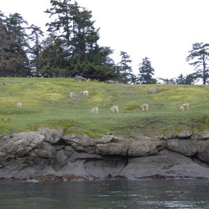 Evidence of Spieden Island's controversial past in the 70s and 80s remains to this day