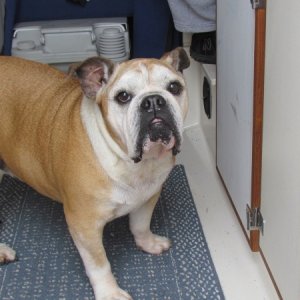 Lucy