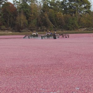 The thrashing men and machines working the berries loose