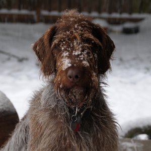 Media 'German Snow Haired Pointer' in album 'Salty Watercolor'