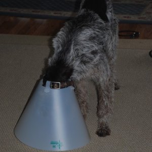I may change my name to "Hoover" or "Electrolux"...