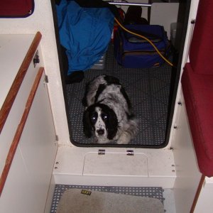 Winchester - Spotted Weasel Hound