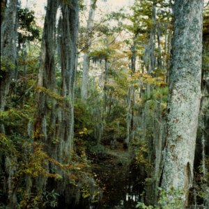 Seashore State Park trail walk