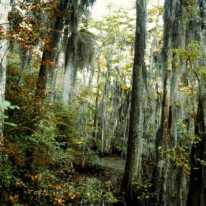 Seashore State Park trail walk3