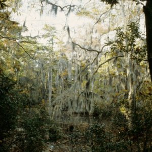Seashore State Park trail walk5