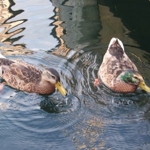 "Ducked" at Fish Creek Town Marina
