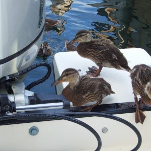 Media 'Unexpected visitors' in album 'Entering Sturgeon Bay from Lake Michigan'