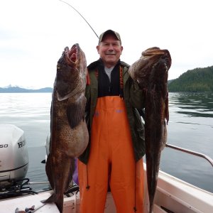 Lingcod