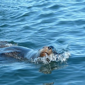 Friendly Sea Lion