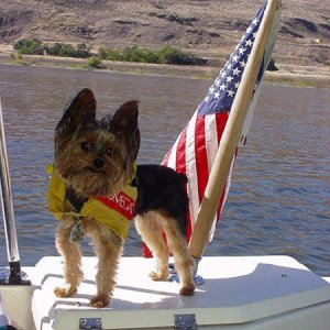 Tiny, the guard dog