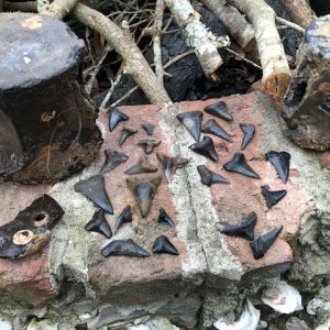 Fossilized whale vertebra and assorted fossil sharks teeth