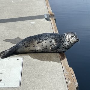 Friday Harbor resident young seal Arrowhead