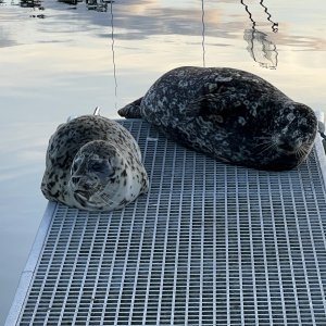 699FridayHarborSeals