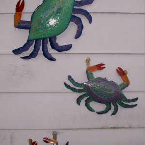 Crabs at Front Door