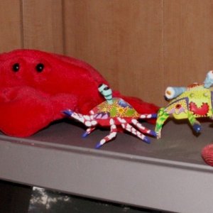 Crabs on TV