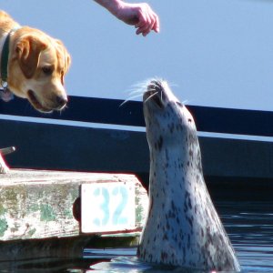 Media '"Popeye" The FH Seal' in album 'Canoeing in AK'