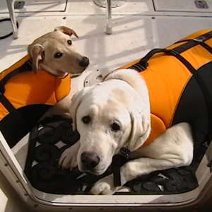 (Knotty C) Troy & Belle in Life Jackets