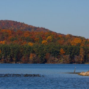 Early Fall morning on Lake Guntersville with a gaggle of Coots-and and a vigilant Great Blue Heron in the foreground.
