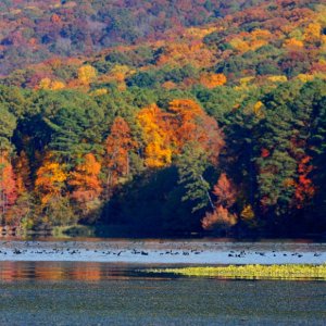 Fall colors are a background for waterfowl of all types on Lake Guntersville near Scottsboro.