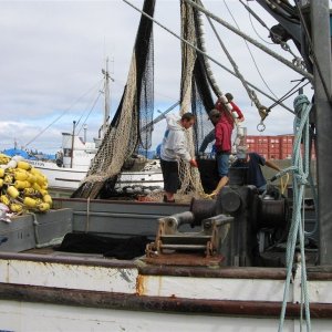 Media 'Seine crew overhauling their gear before an opening.' in album 'Jacari Maru at Cordero Lodge, BC'