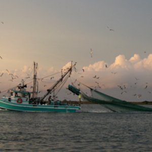 bay shrimper, surrounded by birds