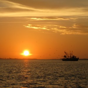 Bay shrimper, silhouette