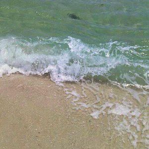 Baby Sea Turtle in the surfline, the size of your outstretched hand